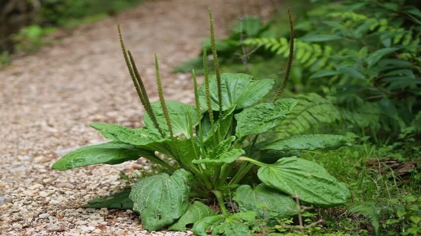 Calmante natural para los cólicos de la Diarrea y Disentería